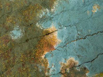 Properties and Prevention of Household Mold